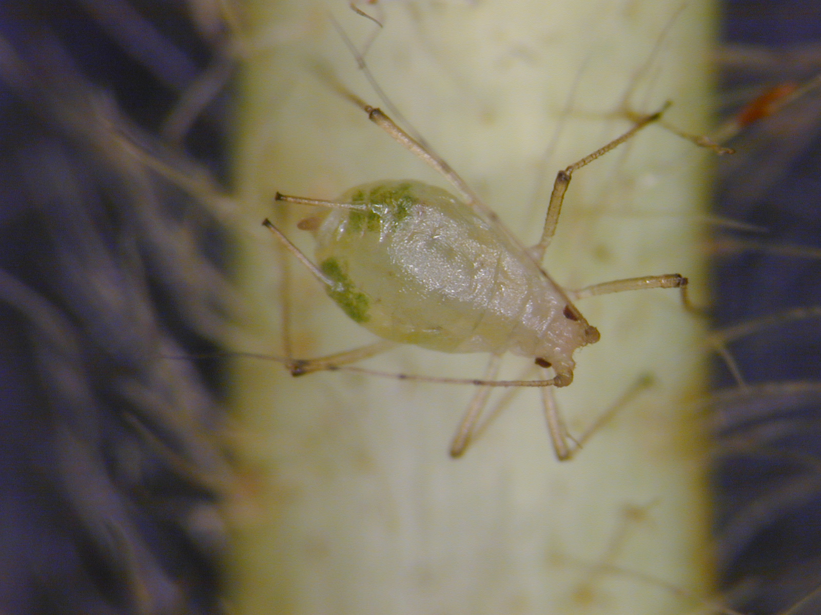 Close-up of glasshouse-potato aphid. Copyright NIAB EMR. 